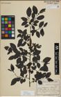 Foto von Salix myrsinifolia Salisb.